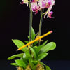 Mini orchid adorned with a classic number 2 pencil.