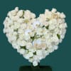 A heart-shaped standing arrangement, filled with white Roses, finished with white Phalaenopsis