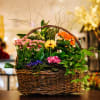 Assorted flowering plants presented in wicker basket 