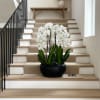 A high quality Fourteen white orchids arrangement with a vase 15" D