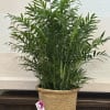 An 8" palm plant in a basket. 