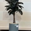 An 8" rubber tree planted in a textured blue pot with a
