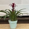 A 6" bromeliad planted in a plastic bucket. 