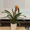 A 6" bromeliad planted in a striped ceramic pot. 