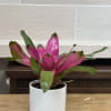 A 6" pink bromeliad in a textured ceramic pot. 