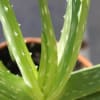 Our Aloe plants are arranged in a ceramic pot.