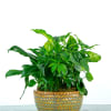 A sweet and simple collection of green plants arranged in a compact