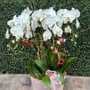 A beautiful white Phalaenopsis orchid arrangement in a pink container with Valentine's