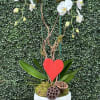 This white orchid arrangement comes decorated with valentine's trim and in a