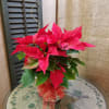 Send a beautifully enhanced poinsettia for any occasion!  we have sever