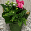 This bright houseplant combo comes with a kalanchoe, cyclamen and other mixed