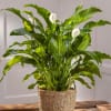 The spathiphyllum plant, also known as a peace lily, set in a
