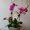 Three vibrant blooming orchid plants potted in a modern concrete trough planter