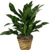 Aglaonema Plant  also known as Chinese Evergreen is a popular indoor