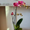 The color of this orchid is stunning and perfect for any occasion.