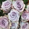 A dozen gorgeous long-stemmed lavender roses arranged in a glass vase with