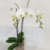 SELECT THIS STUNNING WHITE PHALENOPSIS ORCHID IN A CERAMIC CONTAINER.
EXACT COLOR AND