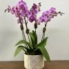 Two plants of double stem orchids in a white ceramic container, available