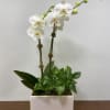 The combination of a double stem white orchid and a 6" marbled