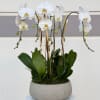 A refined composition of pristine white Phalaenopsis orchids, artfully arranged in a