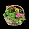 A sweet woven basket gathering of blooming and green plants . 