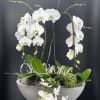 An exquisite display of cascading white   premium orchids ,sculpted into