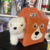 dog house with  dog plush 