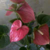 Anthuriums are striking tropical plants known for their glossy, heart-shaped leaves and