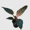The Philodendron Birkin Pink Variegated is a rare and striking twist on