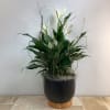 An attractive ceramic pot planted with a blooming peace lily plant. The