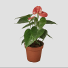 Graceful and vibrant, the Anthurium Pink adds a touch of tropical elegance