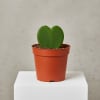 A symbol of love that lasts, the Hoya Kerrii Heart is a