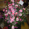A mixture of pink carnations, pink tipped carnations, blue mist tinted pink