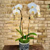 White Phalaenopsis Orchid in Asian Ceramic Container
Using Bamboo, Green Sheet Moss and