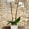 A Lovely White Double Phalaenopsis Orchid Plant
Set Into a White Bamboo Cachepot