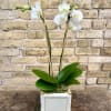 A Lovely 4" White Double Phalaenopsis Orchid Plant 
Set Into a White
