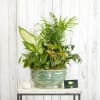 Lush foliage plants designed in a unique 10" diameter ceramic container. The