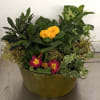 A compact mixed planter featuring bright primroses surrounded by rich green foliage