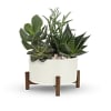 Retro fabulous! This vintage-inspired gift features sculptural succulent plants nestled in a