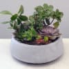 A mix of succulent plants freshly potted in a clay bowl. 
Approximately