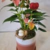 A delicate pink Anthurium planted in a versatile ceramic container with saucer.