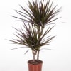 Dracaena marginata, more commonly known as a dragon tree, is an attractive