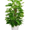 Pothos plant is an evergreen plant with thick, waxy, green, heart-shaped leaves