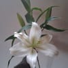 beautiful single steam white Oriental lily