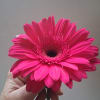 Beautiful single steam hot pink gerbera daisy