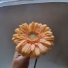 Beautiful single steam peach gerbera daisy