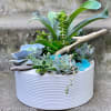 An assortment of premium succulents such as echeverias, jade plants, haworthias, and