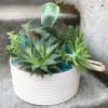An assortment of premium succulents such as echeverias, jade plants, haworthias, and