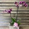 Two orchid plants, assorted colors, and a wooden planter box accented 