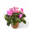 A lavender cyclamen is a popular, winter-blooming houseplant known for its deep